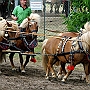 Shetland _Pony_G3_4a1(4)